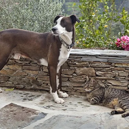 12 Meses Naturalmente Gospodarstwo agroturystyczne Cerdeira (Arganil)