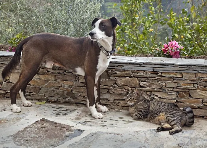 12 Meses Naturalmente ファームステイ Cerdeira